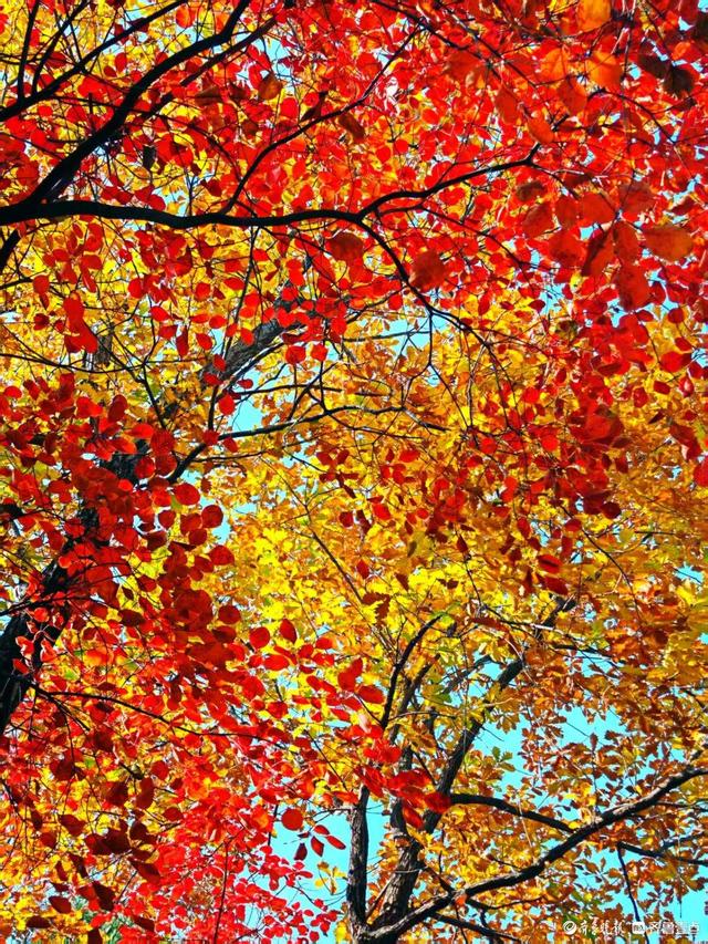 醉美深秋！济南红叶谷红叶引来大批游客