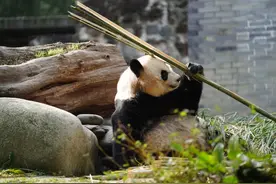 旅美大熊猫美香一家状况良好图片
