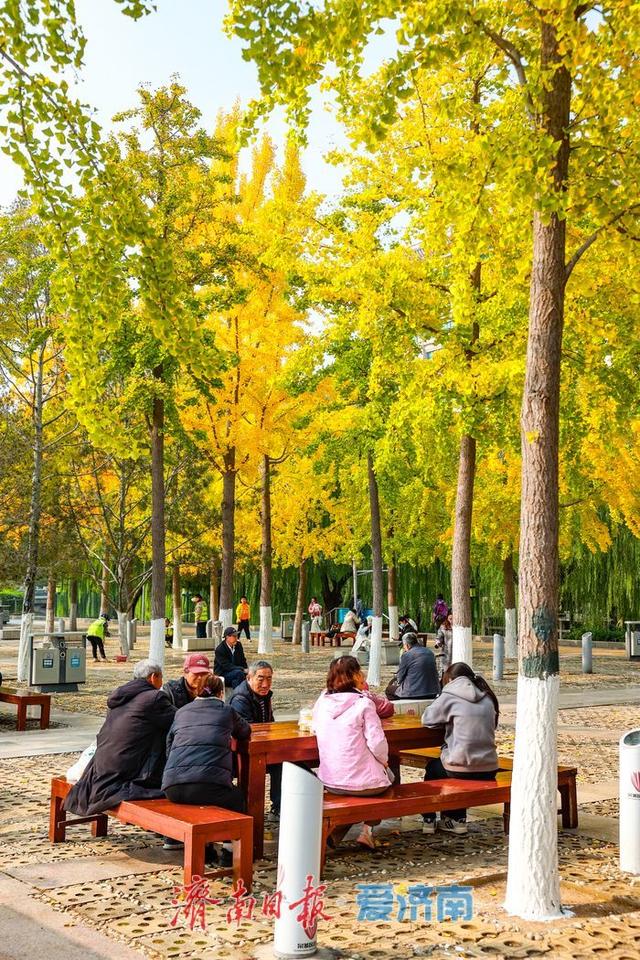 金叶翩跹映泉城，广场银杏醉游人