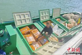 广东海警查获95箱活体龙虾和千条巨骨舌鱼苗图片