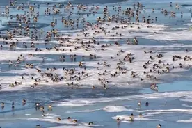 候鸟翩跹生态美 大美中国生机勃勃春意盎然图片