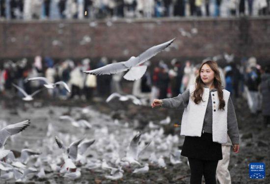 冬日栈桥赏海鸥