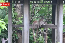 “新”“勤”过“五一”，广州动物园“动物劳模”各出奇招图片