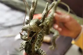 指尖生花，他妙手编“飞龙”图片