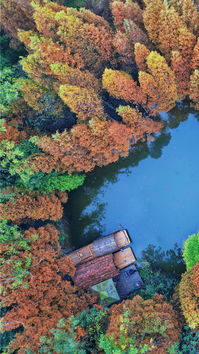 成都限定红！水杉最美季节上线，赶紧打卡