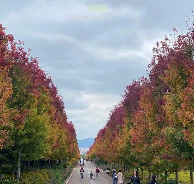 黔西南兴义:“枫”景如画 红枫赏叶正当时