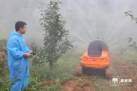 机器换人，余杭举办丘陵梨园全程机械化生产集成示范现场会图片