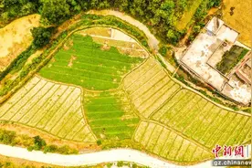 贵州沿河：折耳根错季上市 热销市场图片