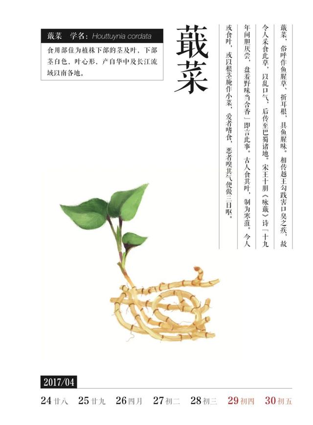 盘点那些被读错的植物｜荸荠、蕺菜、藠头，见过吃过也听过，就是不会读？