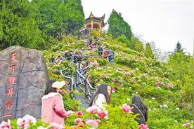 垫江牡丹开出“花经济”图片