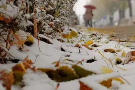 预警升级！雪越下越大！非必要不外出！沈阳部分景区暂停营业！图片