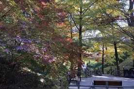 香山云科普“红叶观察记”之鸡爪槭图片