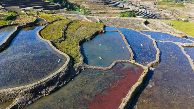 美好生活在云南｜超出片！元阳哈尼梯田最佳观赏期来了