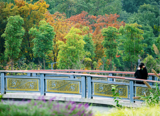 绝美！成都红枫进入最佳观赏期！线路来啦