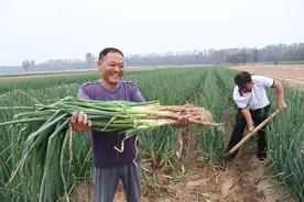 兰考县考城镇：大葱丰收季 农户收获忙图片