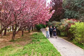 柘城：樱花绽放迎客来图片