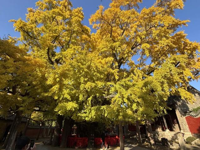 央视报道！就是现在！最佳赏叶期！还有玩法大升级……