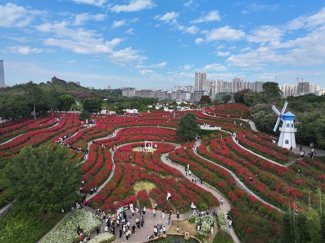 广西南宁：初冬赏花正当时