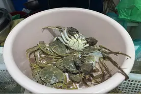 价格回落至腰斩，但大闸蟹自由还要再等等图片