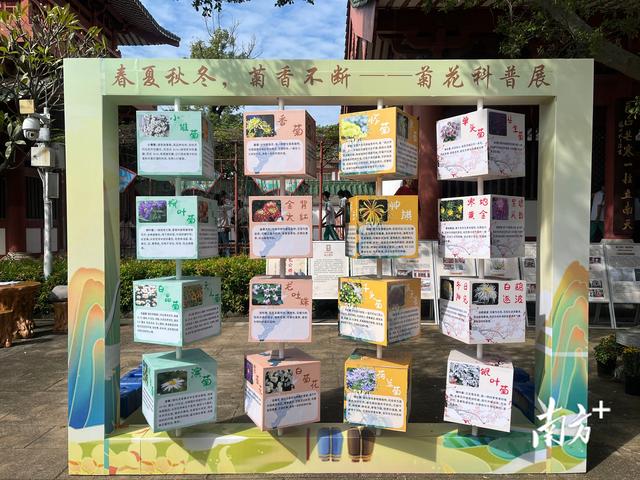 颂包公、展宋服、赏秋菊！肇庆包公文化博物馆重阳秋祭致敬先贤