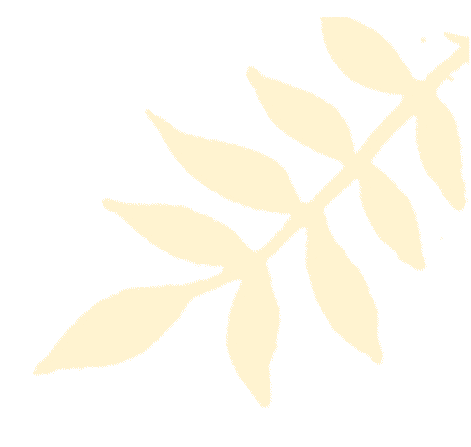 首批红嘴鸥抵达翠湖公园，游客雨中观鸥兴致不减