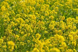 油菜花海醉人心，章丘区龙山“平陵田园赏花季”开幕图片