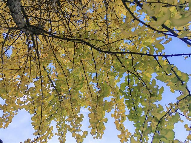 泉州：金叶万扇舞秋风