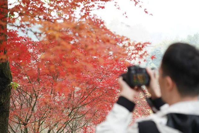 初冬出片“顶流”红了！到重庆园博园邂逅别样“枫”景