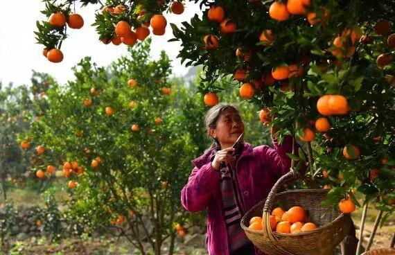别再问年味去哪儿了！明天来叙永仙人洞，这碗刨猪汤等你来尝！
