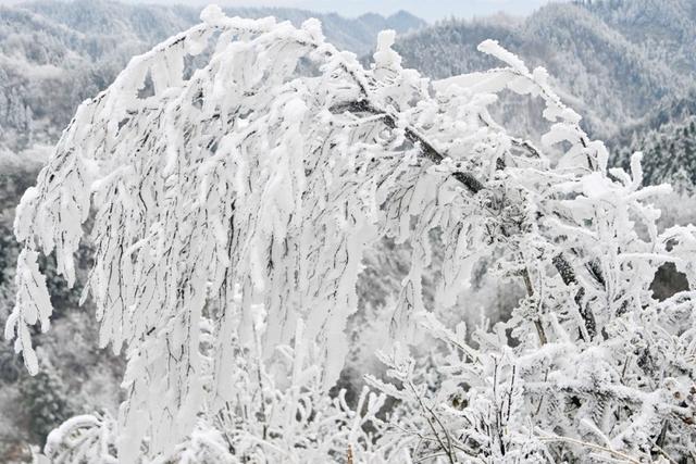 以雾凇为笔 绘武陵冬韵