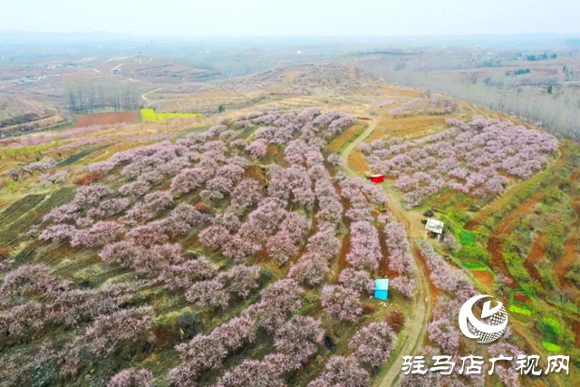 【大美天中】果香四溢 四季如画 泌阳打造旅游避暑胜地
