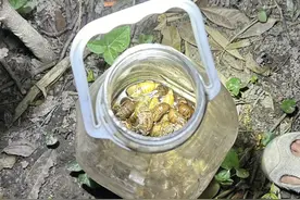 价格暴跌！90元一斤！各地大量出现，网友吵翻：想吃却不敢图片