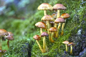 蘑菇的故事丨峡河西流去图片