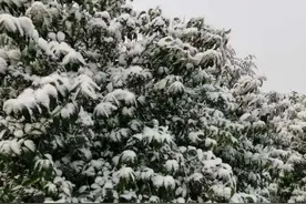 瑞雪兆丰年图片