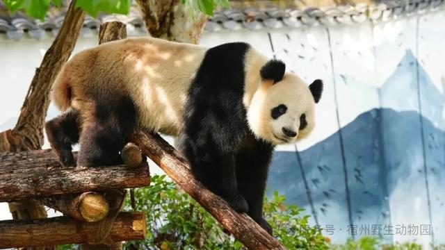 双节在宿州玩什么？看这一篇就搞定！