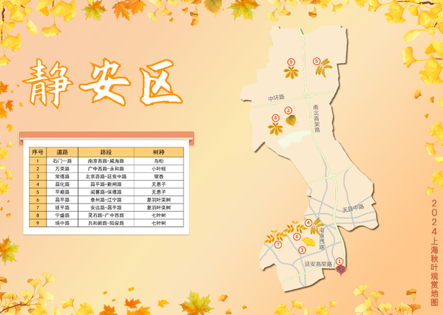 昌化路无患子披金裳，在街头邂逅油画般的秋色浪漫