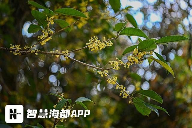 南安官桥一片寺：百年桂树，邂逅秋日
