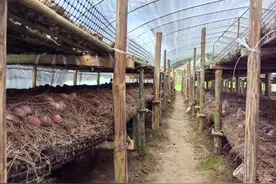麦格乡大靛山村：红托竹荪丰收忙 小菌菇撑起致富伞图片
