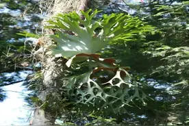 蚂蚁与植物之间的神奇故事图片
