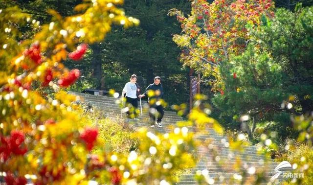 组图丨秋日登高 看泰山花楸染红岱顶