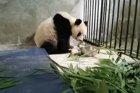 陕西周至进村大熊猫确认生病 最新体检结果公布图片
