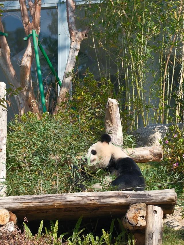欢迎来到熊猫的家！保姆级攻略请收好！