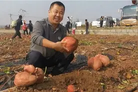 地瓜亩产过万斤！脱毒苗“济薯33”让农户种出“金蛋蛋”图片