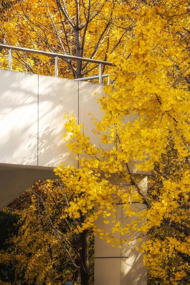 限时绝美！年度顶流！