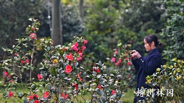 柳州市雀儿山公园四季山茶迎来花期