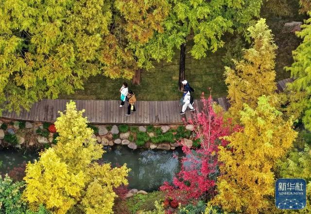 秋声渐杳 斑斓成诗