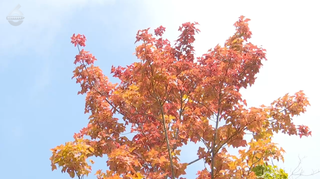 美上央媒！昆明红了！周末冲！打卡最美枫景去，超全攻略速收藏→