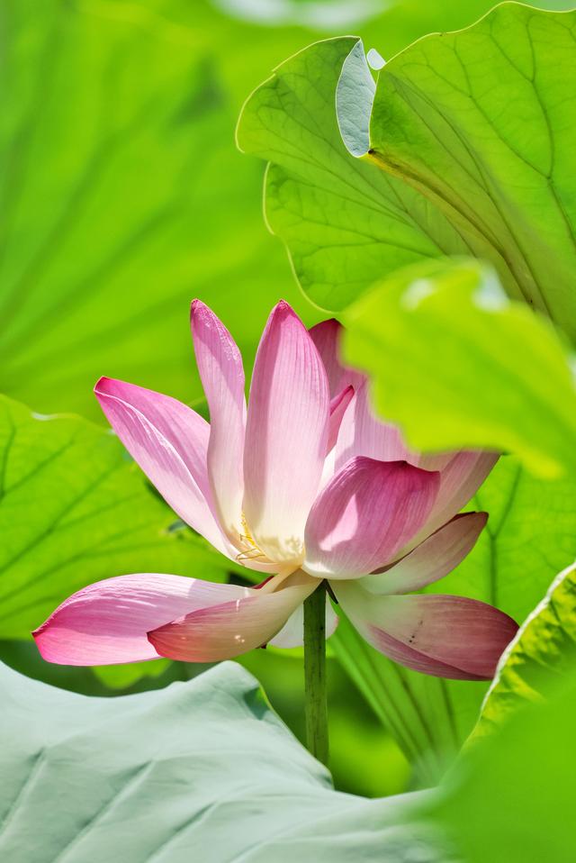 大暑时节圆明园荷花盛放 蜻蜓水鸟共绘“清凉图卷”