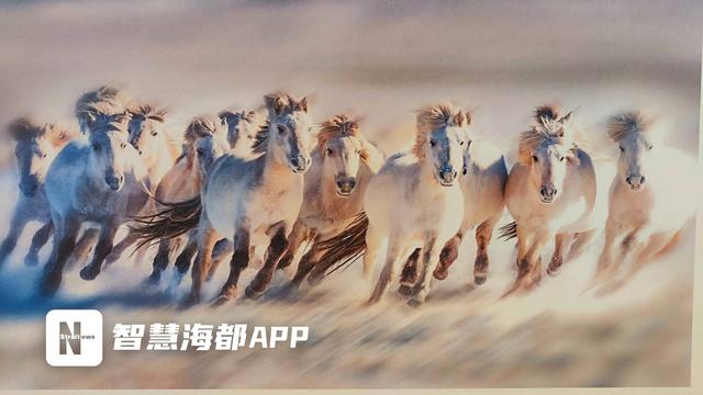 北疆草原风情“邂逅”闽南韵味，一场2500公里“约会”在泉启动