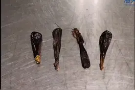 查获熊胆4颗！海关提醒：情节严重可追究刑事责任图片